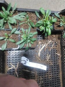 Gaura l. 'Whirling Butterflies' geen maat specificatie 0,55L/P9cm - afbeelding 9