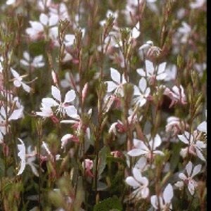 Gaura l. 'Whirling Butterflies' geen maat specificatie 0,55L/P9cm - afbeelding 8