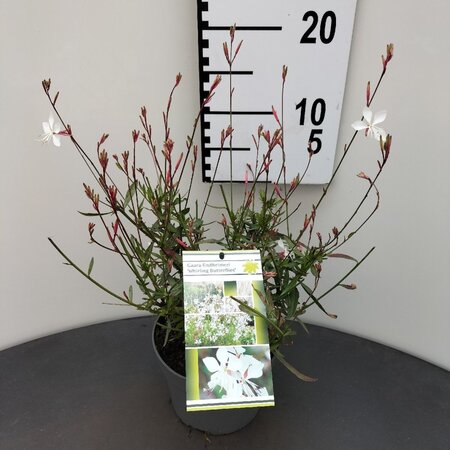 Gaura l. 'Whirling Butterflies' geen maat specificatie 0,55L/P9cm - afbeelding 3