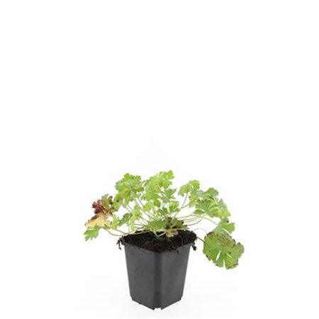 Geranium cant. 'Biokovo' geen maat specificatie 0,55L/P9cm - afbeelding 10