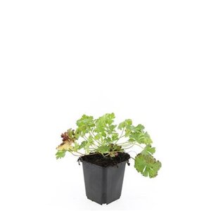 Geranium cant. 'Biokovo' geen maat specificatie 0,55L/P9cm - afbeelding 10