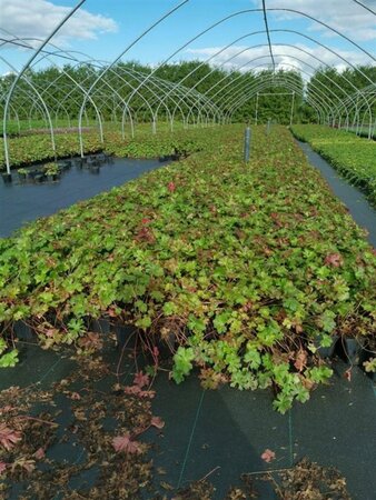 Geranium cant. 'Biokovo' geen maat specificatie 0,55L/P9cm - afbeelding 12