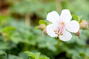 Geranium cant. 'Biokovo' geen maat specificatie 0,55L/P9cm