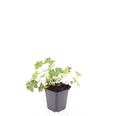 Geranium cant. 'Biokovo' geen maat specificatie 0,55L/P9cm - afbeelding 8