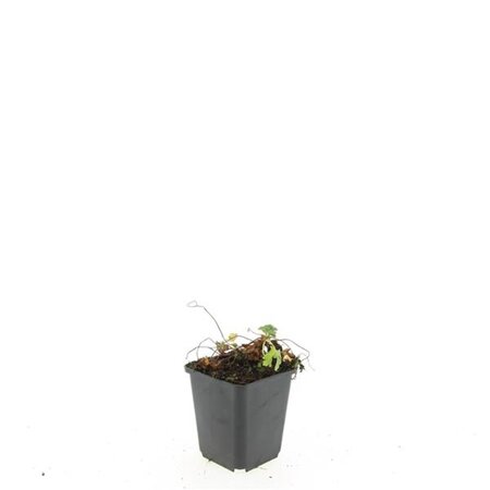 Geranium cant. 'Biokovo' geen maat specificatie 0,55L/P9cm - afbeelding 7