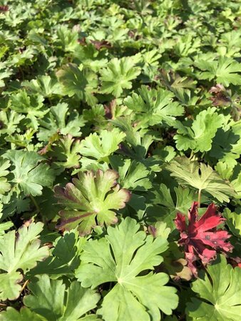 Geranium cant. 'Biokovo' geen maat specificatie 0,55L/P9cm - afbeelding 15