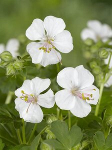 Geranium cant. 'Biokovo' geen maat specificatie 0,55L/P9cm - afbeelding 3