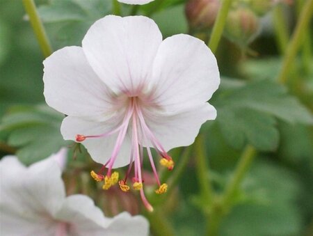 Geranium cant. 'Biokovo' geen maat specificatie 0,55L/P9cm - afbeelding 4