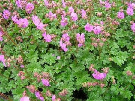 Geranium cant. 'Cambridge' geen maat specificatie 0,55L/P9cm - afbeelding 3