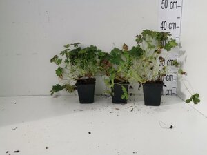 Geranium cant. 'Cambridge' geen maat specificatie 0,55L/P9cm - afbeelding 2