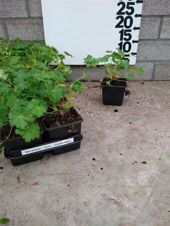 Geranium cant. 'Cambridge' geen maat specificatie 0,55L/P9cm - afbeelding 6