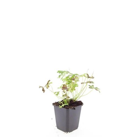 Geranium cant. 'Cambridge' geen maat specificatie 0,55L/P9cm - afbeelding 10