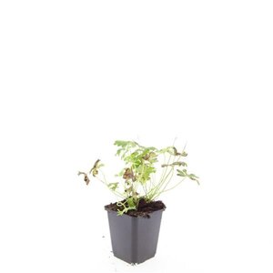 Geranium cant. 'Cambridge' geen maat specificatie 0,55L/P9cm - afbeelding 10