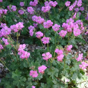 Geranium cant. 'Cambridge' geen maat specificatie 0,55L/P9cm - afbeelding 7