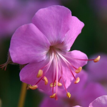 Geranium cant. 'Cambridge' geen maat specificatie 0,55L/P9cm - afbeelding 6