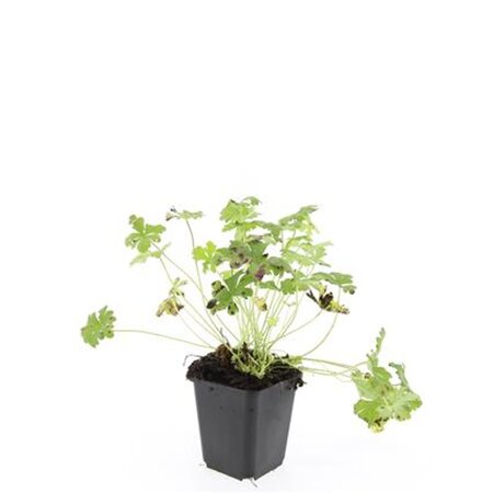 Geranium cant. 'Cambridge' geen maat specificatie 0,55L/P9cm - afbeelding 9