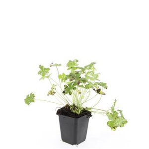 Geranium cant. 'Cambridge' geen maat specificatie 0,55L/P9cm - afbeelding 9