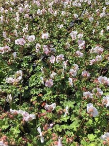 Geranium cant. 'St Ola' geen maat specificatie 0,55L/P9cm