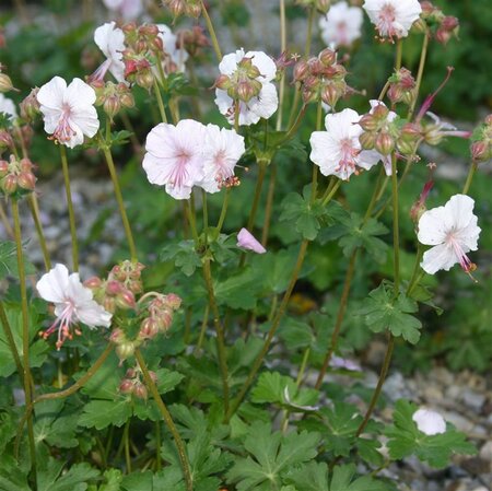 Geranium cant. 'St Ola' geen maat specificatie 0,55L/P9cm - afbeelding 4