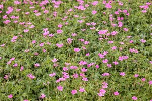 Geranium endressii 'Wargrave Pink' geen maat specificatie 0,55L/P9cm