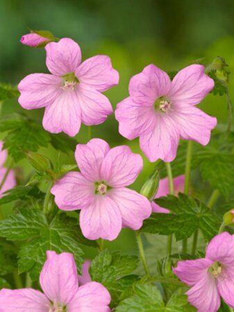 Geranium endressii 'Wargrave Pink' geen maat specificatie 0,55L/P9cm - afbeelding 4
