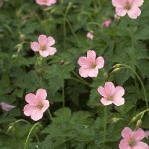 Geranium endressii 'Wargrave Pink' geen maat specificatie 0,55L/P9cm - afbeelding 5