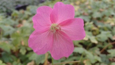 Geranium endressii 'Wargrave Pink' geen maat specificatie 0,55L/P9cm - afbeelding 4