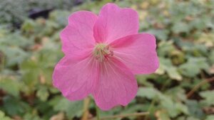 Geranium endressii 'Wargrave Pink' geen maat specificatie 0,55L/P9cm - afbeelding 4