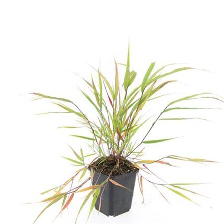 Hakonechloa macra geen maat specificatie 0,55L/P9cm - afbeelding 7