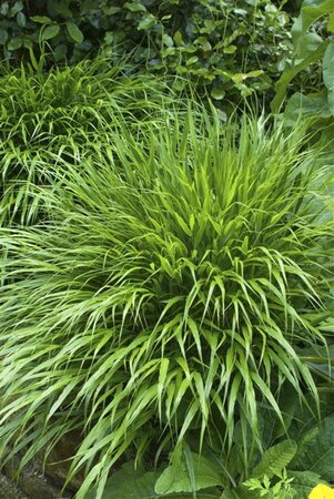 Hakonechloa macra geen maat specificatie 0,55L/P9cm - afbeelding 3