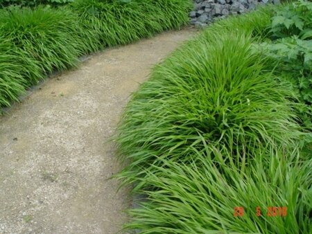 Hakonechloa macra geen maat specificatie 0,55L/P9cm - afbeelding 2