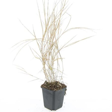 Hakonechloa macra geen maat specificatie 0,55L/P9cm - afbeelding 6