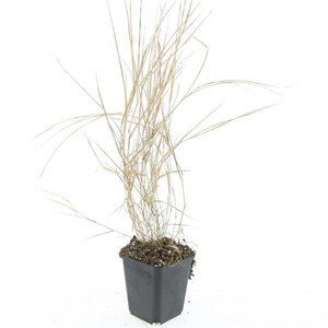 Hakonechloa macra geen maat specificatie 0,55L/P9cm - afbeelding 6