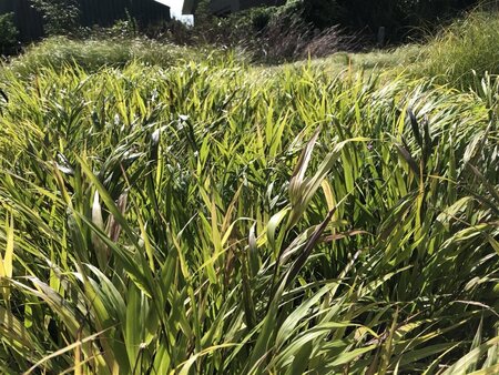 Hakonechloa macra geen maat specificatie 0,55L/P9cm - afbeelding 10