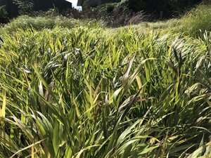 Hakonechloa macra geen maat specificatie 0,55L/P9cm - afbeelding 10