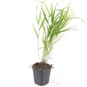 Hakonechloa macra geen maat specificatie 0,55L/P9cm - afbeelding 4