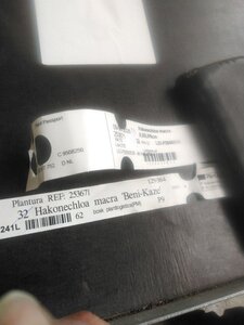 Hakonechloa macra geen maat specificatie 0,55L/P9cm - afbeelding 11