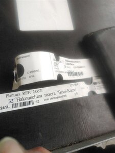 Hakonechloa macra geen maat specificatie 0,55L/P9cm - afbeelding 5