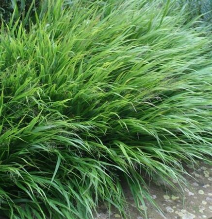Hakonechloa macra geen maat specificatie 0,55L/P9cm - afbeelding 3