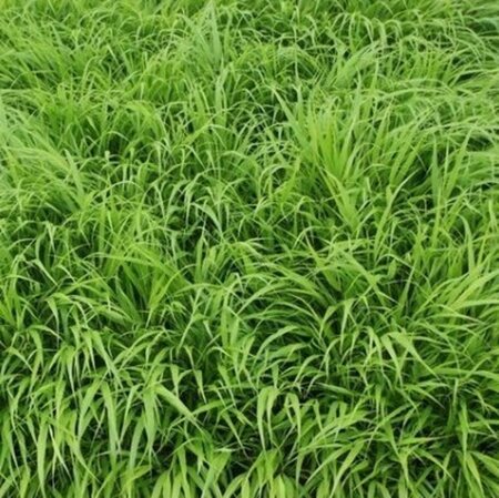 Hakonechloa macra geen maat specificatie 0,55L/P9cm - afbeelding 2