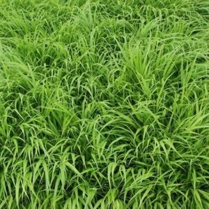 Hakonechloa macra geen maat specificatie 0,55L/P9cm - afbeelding 2