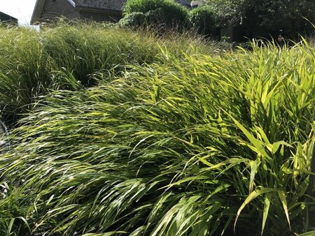 Hakonechloa macra geen maat specificatie 0,55L/P9cm - afbeelding 8