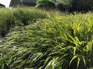 Hakonechloa macra geen maat specificatie 0,55L/P9cm - afbeelding 8