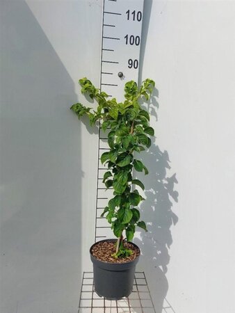 Hydrangea anomala petiolaris 60-80 cm cont. 5,0L - afbeelding 2