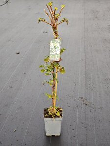 Hydrangea anomala petiolaris 60-80 cm cont. 5,0L - afbeelding 3