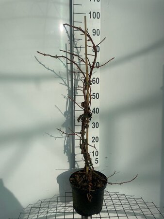 Hydrangea anomala petiolaris 80-100 cm cont. 5,0L - afbeelding 3