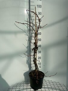 Hydrangea anomala petiolaris 80-100 cm cont. 5,0L - afbeelding 3