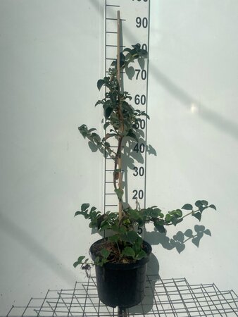 Hydrangea anomala petiolaris 80-100 cm cont. 5,0L - afbeelding 2