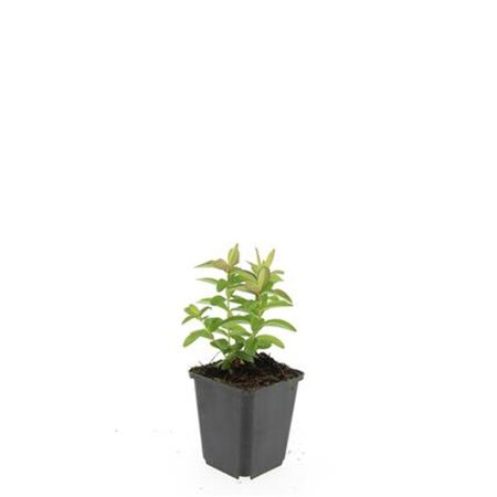 Hypericum calycinum geen maat specificatie 0,55L/P9cm - afbeelding 6