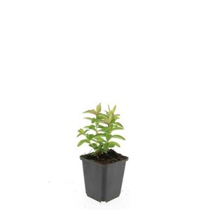 Hypericum calycinum geen maat specificatie 0,55L/P9cm - afbeelding 6